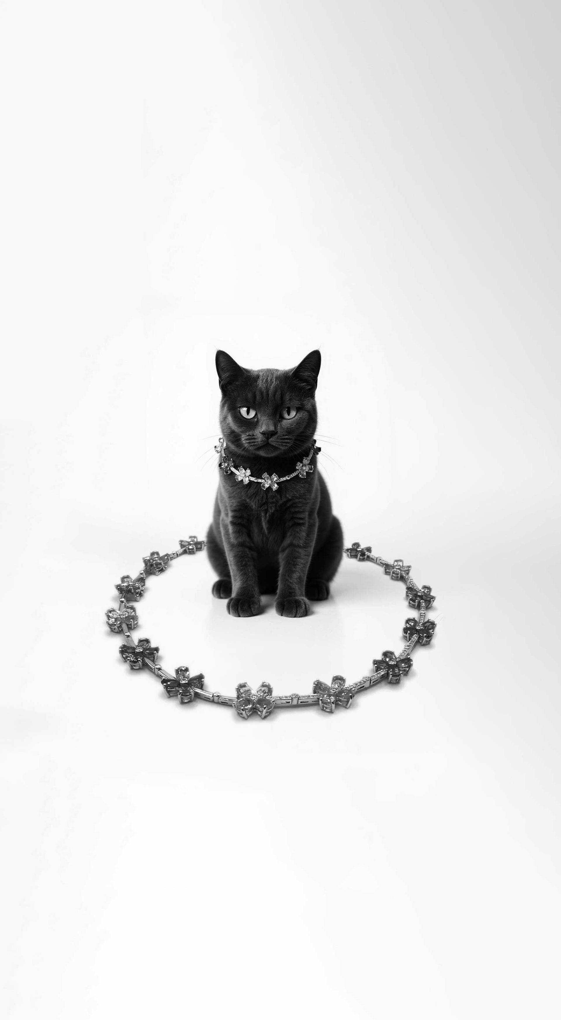Black cat wearing the Chocker du Fleur diamond necklace, sitting inside a matching floral necklace circle in a minimalist studio setting.